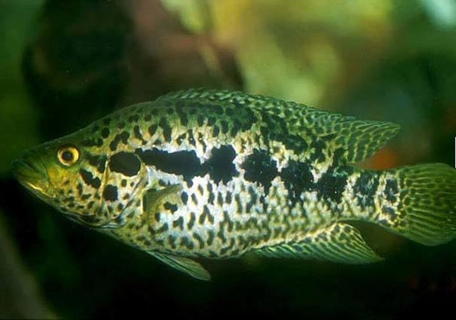 Balaton veszélyes trópusi hal jaguársügér