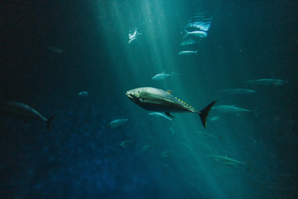 egymázsás tonhalat fogott ki